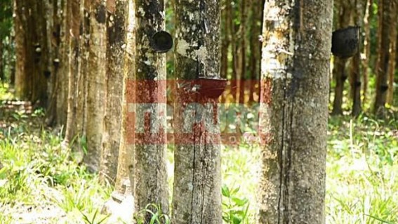 Rubber based economic 'hope' damaged Tripura's fertile lands; downs agriculture business : 758.13 hector lands yet occupied under rubber cultivation 